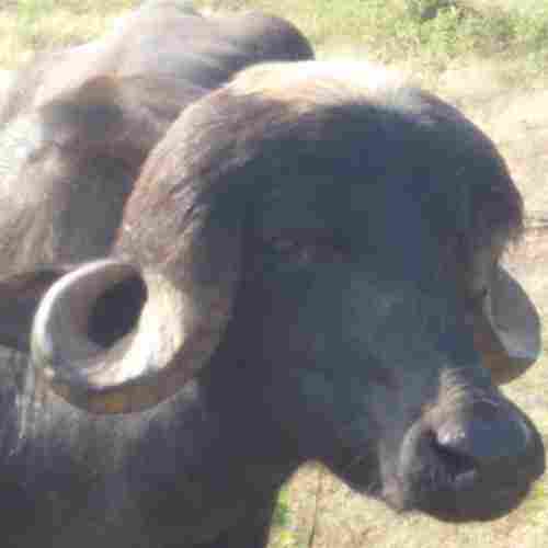 Healthy And Fit Jafrabadi Buffalo