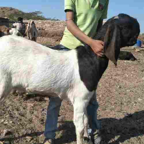 Live Totapari Female Goat