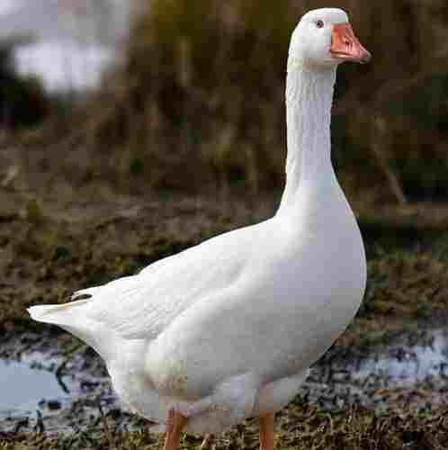 Disease Free Farm Goose