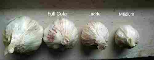 Full Gola Fresh Garlic