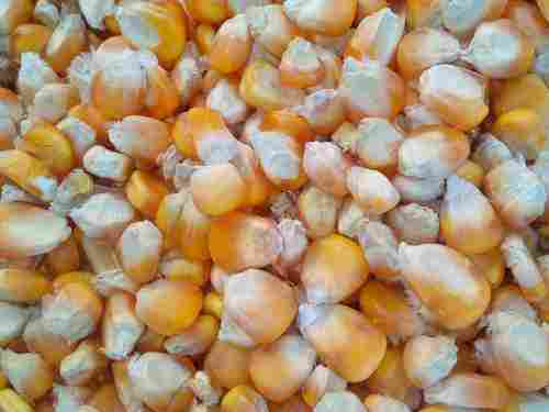 Export Quality Yellow Maize