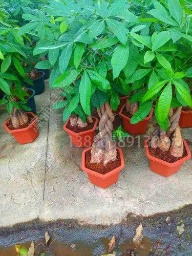 Pachira Macrocarpa  Size: Various Sizes Are Available