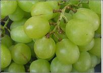 Green Color Table Grapes Size: 18 Mm Up To 22 Mm