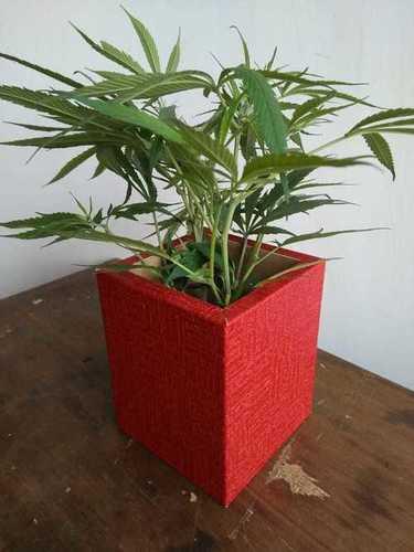 Red Wooden Flower Pot Bottom Diameter: 100 Millimeter (Mm)