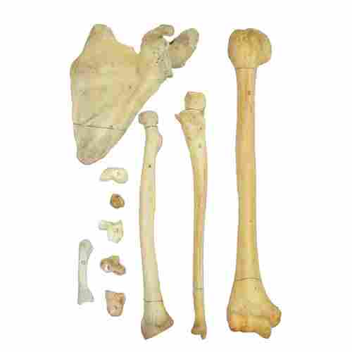 Human Bones Of Upper Limb For Medical Students