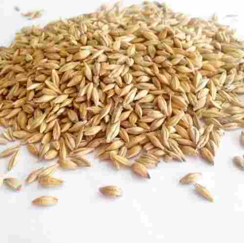 No Preservatives Barley Grain Seeds