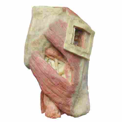 Gluteus Maximus Injection Site And Its Deep Structure Plastination
