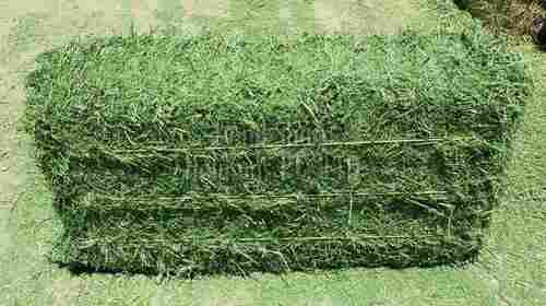 Green Alfalfa Hay Bales