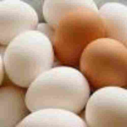 High Protein Hen Egg