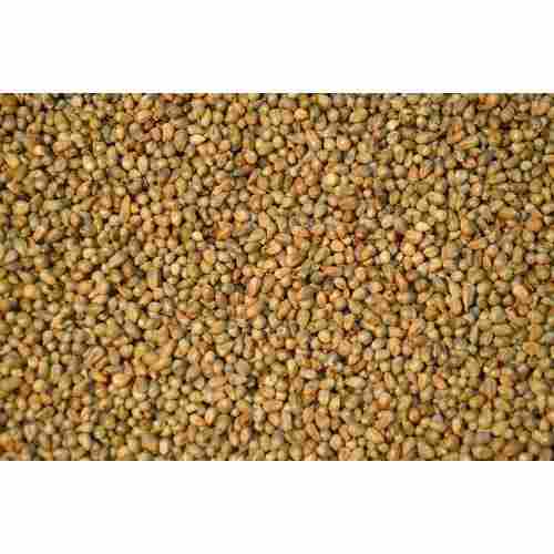 High Protein Pearl Millets