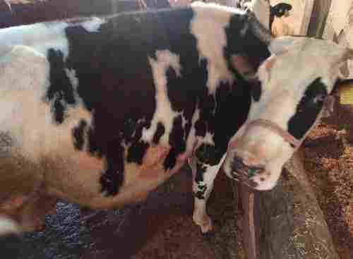 High Breed Holstein Friesian Cow for Dairy Use