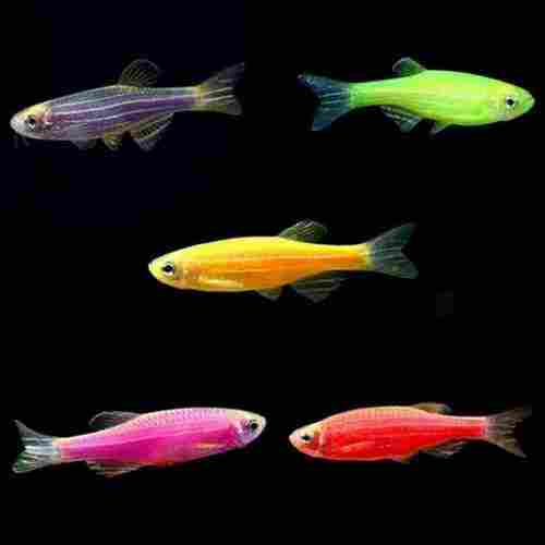 Low Price Live Aquarium Fish