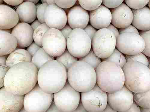 White Color Duck Eggs
