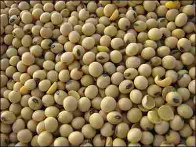 Soybean Seed For Cooking