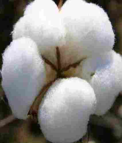 Soft Texture White Raw Cotton