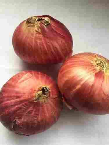 Big Size Red Onion