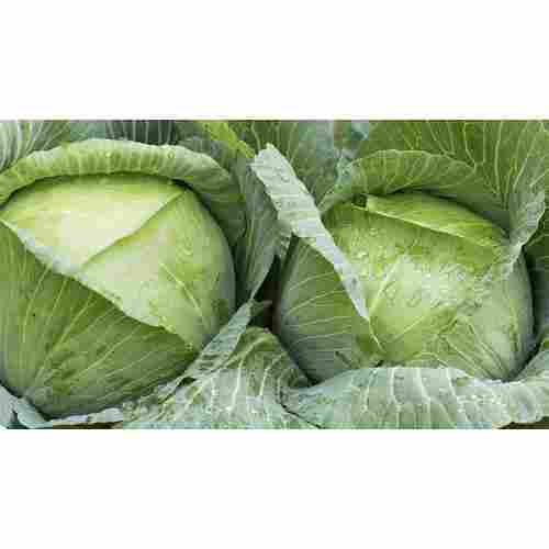 Fresh Organic Green Cabbage 