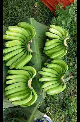 Healthy And Nutritious Green Banana