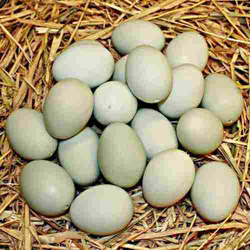 Indian Pond Duck Egg