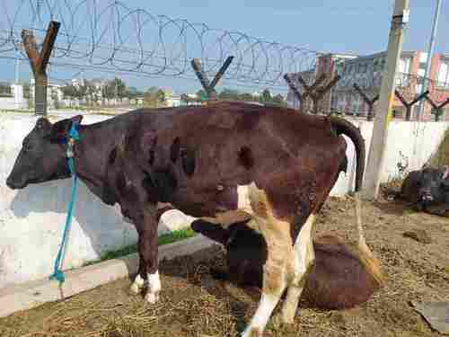 Holstein Friesian Cow for Farming Use