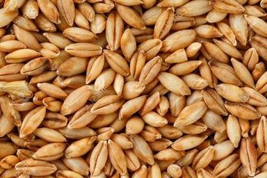 Brown Premium Quality Barley Grain