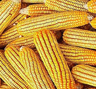 Yellow Corn Yellow Maize For Poultry Feed