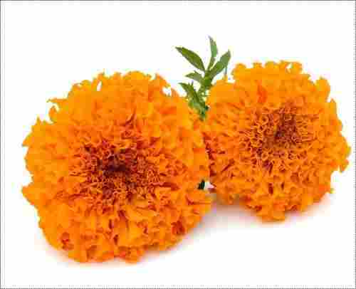 Fresh Orange Chendupoo Flower (Gende Ka Phool)