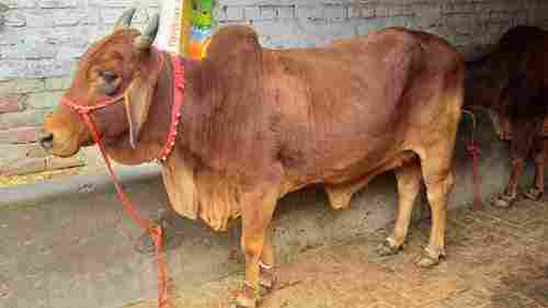 Red Sahiwal Cow