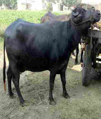 Murrah Buffalo For Farming Use
