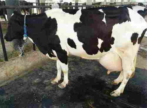 Healthy Holstein Friesian (Hf) Cow