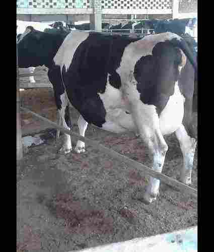 Milking Holstein Friesian Cattle