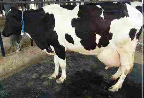 Healthy Holstein Friesian (HF) Cow