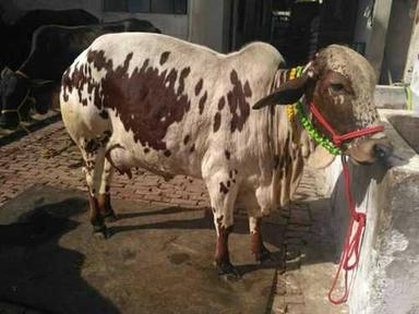 Brown And White Patches Original Rathi Cow