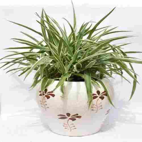 Spider Plant With Ceramic Pot