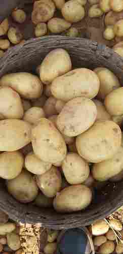 Fresh Vegetable Pukharaj Potato