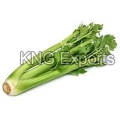 Fresh Celery Good For Health Moisture (%): 100