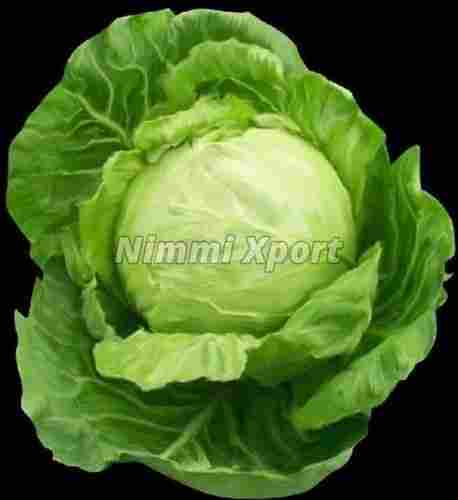 Farm Fresh Green Cabbage