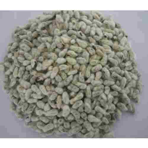 No Preservatives Cotton Seed