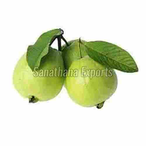 Impurity Free Green Guava