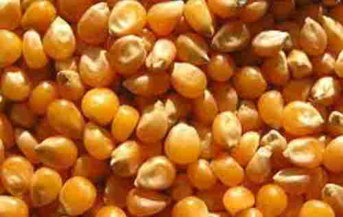 Impurity Free Yellow Corn Maize