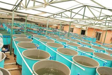 Ras System For Indoor Fish Farming Size: Various
