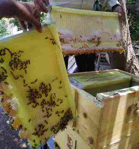 Wooden Bee Keeping Box