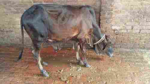 Male Sahiwal Cows