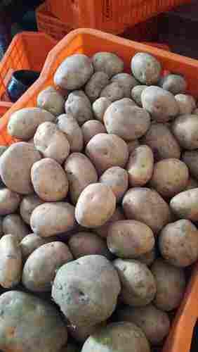 A Grade Fresh Potatoes