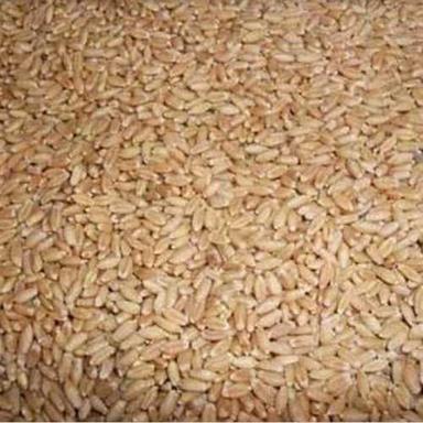 Brown A Grade Organic Wheat Grain