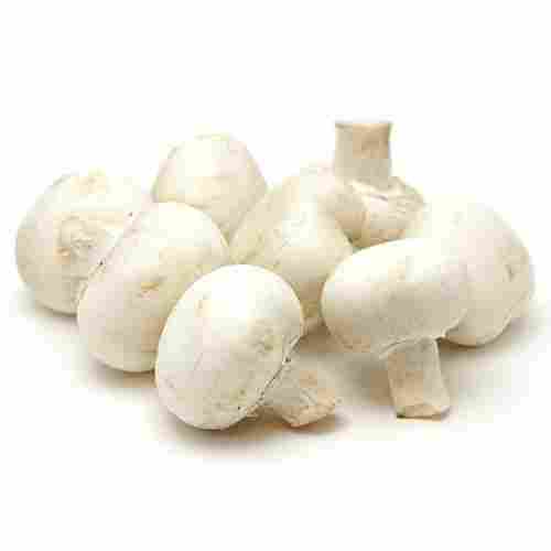 Natural White Mushroom Seeds
