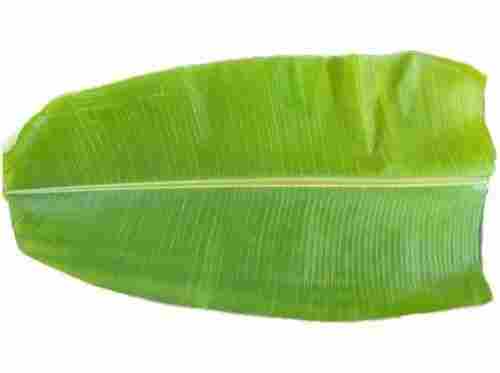 Fresh Banana Leaf For Food Serving
