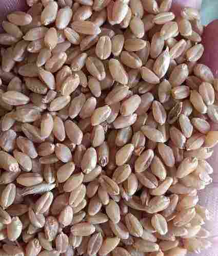 A Grade Lokwan Wheat Grain