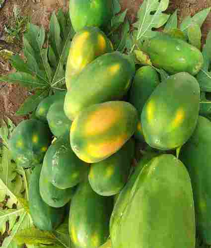 Fresh Green Papaya Fruit