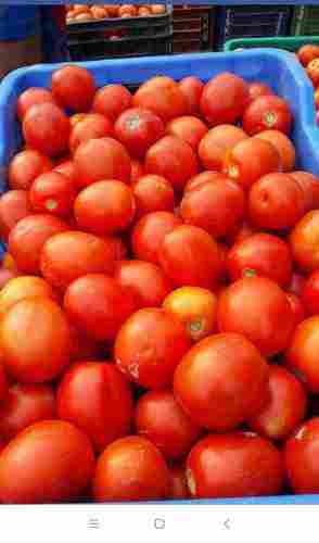 A Grade Fresh Tomatoes